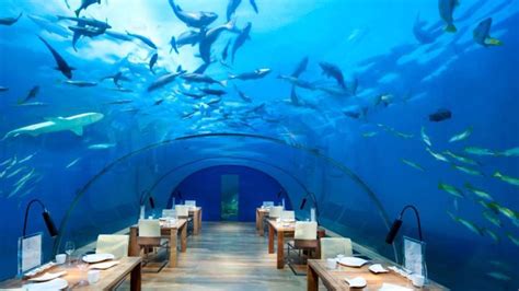 Dinieren Auf Und Unter Dem Wasser Malediven Für Gourmets Reise
