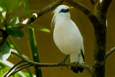 Anak burung nuri irian kepala hitam. 70 Gambar Burung dan jenisnya Dari Berbagai Negara dan ...