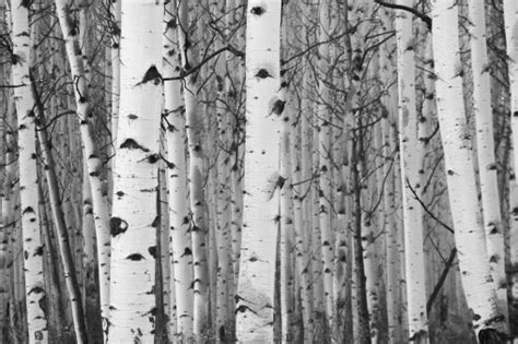 Monochrome Image Of White Birch Tree Forest Stock Photo Download