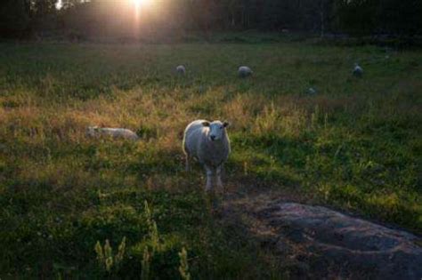 He will give you shears if you do not have them. Ticks kill sheep