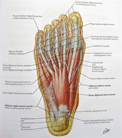 Foot Nerves Anatomy Pictures Diagram Of Nerves In Foot Human Anatomy Diagram Body Skeleton