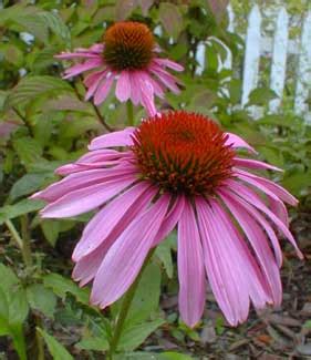 Grow ruby star coneflower from freshly harvested echinacea purpurea flower seeds. Paghat's Garden: Echinacea purpurea 'Ruby Star'