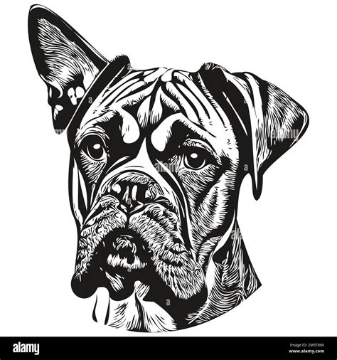 Boxer Dog Hand Drawn Illustration Black And White Vector Pets Logo