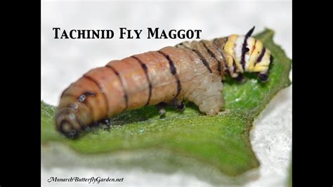 Monarch Parasites Tachinid Fly Maggot Emerges From Caterpillar Youtube