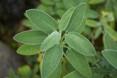 12 Reasons To Grow Sage In Your Garden