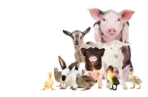 Group Of Cute Farm Animals Together Isolated On White Background Stock