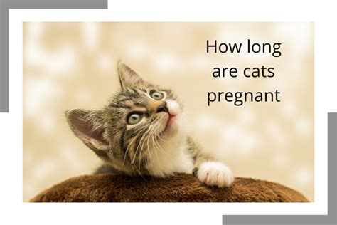 How Long Are Cats Pregnant Stages Of Cat Pregnancy Catman