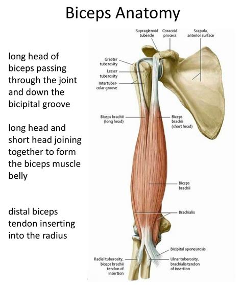 Muscle Belly Bicep Muscle Biceps Brachii Shoulder Surgery Scapula