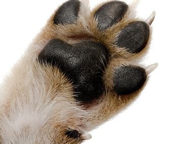 Polydactyl cats may have as many as eight digits on their front and/or hind paws. How many claws does a dog have? - Quora