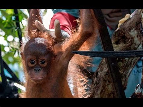 Touching Moment Baby Orangutan Traumatised By Years In YouTube