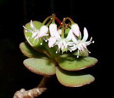 Check spelling or type a new query. Jade Plant - Money Plant for Good Luck - Symbolism ...