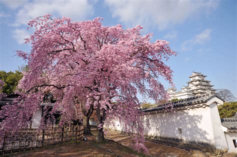 Cultural Significance Of Cherry Blossoms Sakura Hanami Live Science