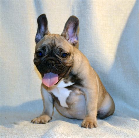 We live in southern california and adopted two of the most beautiful and healthy french bulldog puppies from black oak! French Bulldogs in Los Angeles