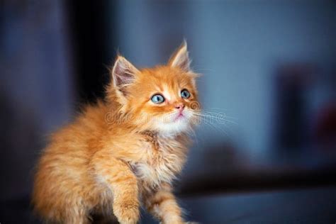 Cute Little Red Kitten With Amazing Blue Eyes Stock Photo Image Of