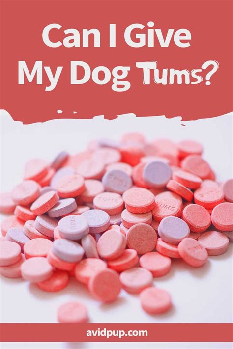 Can Dogs Have Tums For Upset Stomach