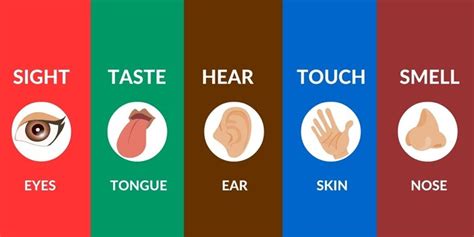 Taste of Food: Sense Organs & Different Types of Tastes