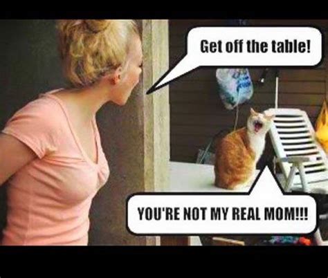 Youre Not My Real Mom Best Cat Memes Real Mom Animal Jokes