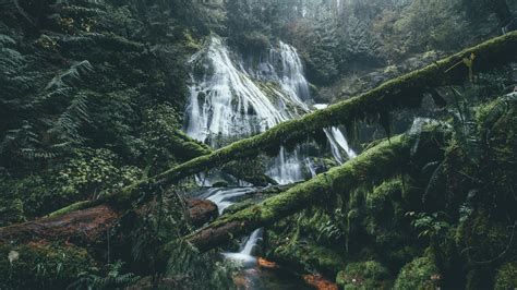 Waterfall Nature Forest Wet Moss Ferns 2560x1440 Wallpaper