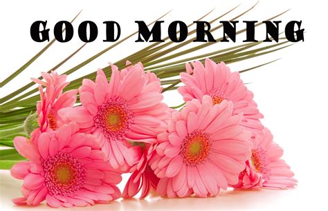 Images Of Good Morning With Flowers