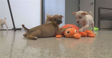 Local Humane Society Saves 19 Dogs From Kill Shelter