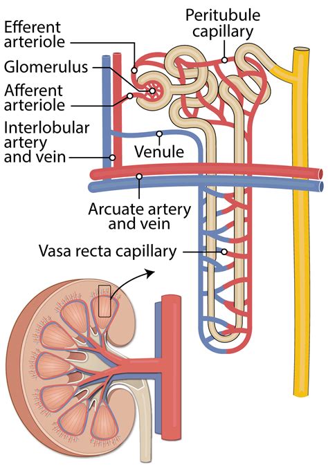 Kidney Blood Supply Anatomy