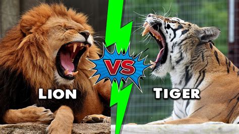 Lions Vs Tigers 5 Key Differences And Who Would Win In A Fight