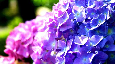 Wallpaper Purple And Blue Hydrangea Flowers 1920x1080 Full