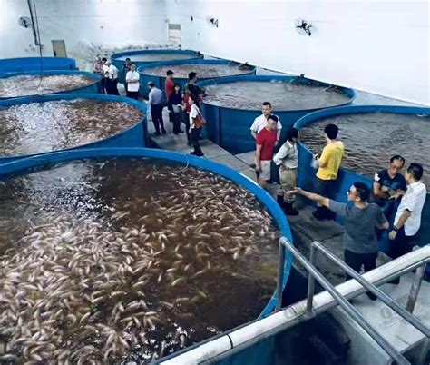 Cataqua Malaysia Project Tilapia Ras Fish Farming Equipment Aquaculture