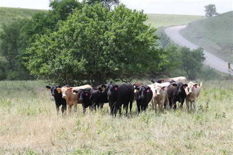 A Herd Of Cattle Standing On Top Of A Grass Covered Field Next To A Tree
