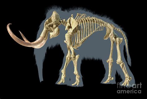 Woolly Mammoth Skeleton Photograph By Leonello Calvettiscience Photo