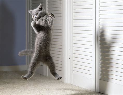 Adult Gray Cat Jumping Hd Wallpaper Wallpaper Flare