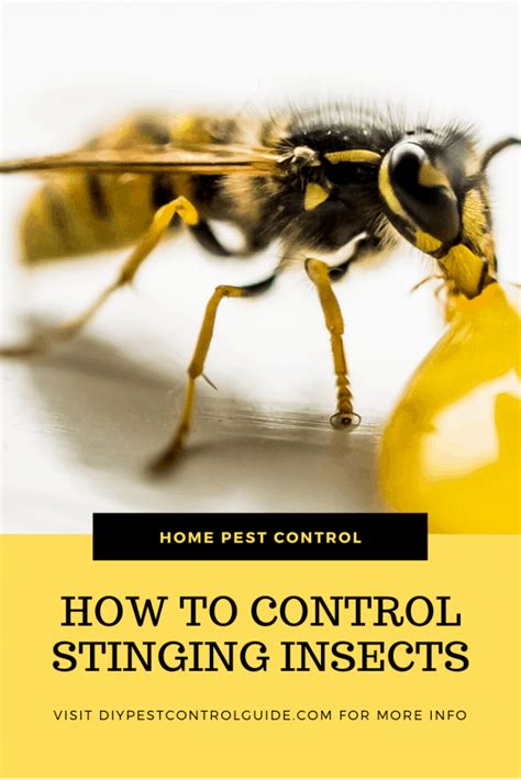Stinging Insects Pest Guide Bees Wasps Hornets Fire Ants