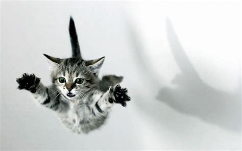 Cat Kittens Fall Jumping Wallpapers Hd Desktop And Mobile Backgrounds