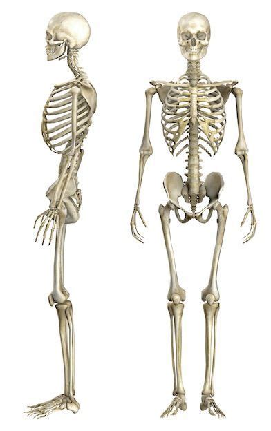 Esqueleto Humano Anatomía Craneo Humano Anatomia Esqueleto Humano