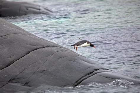 Penguin Jumping In The Water Stock Image Image Of Fauna Wilderness