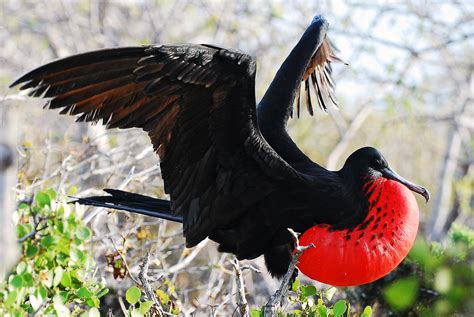 Galapagos Islands 87 A Male Frigate Bird Displaying To