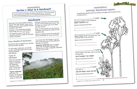 Amazon Rainforest Worksheet