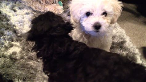 toy poodle  brussels griffon puppies week  youtube