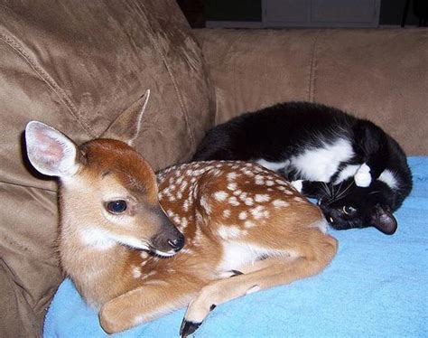 Cat And Deer Best Of Friends Love Meow