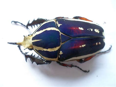 Pin En Beetles