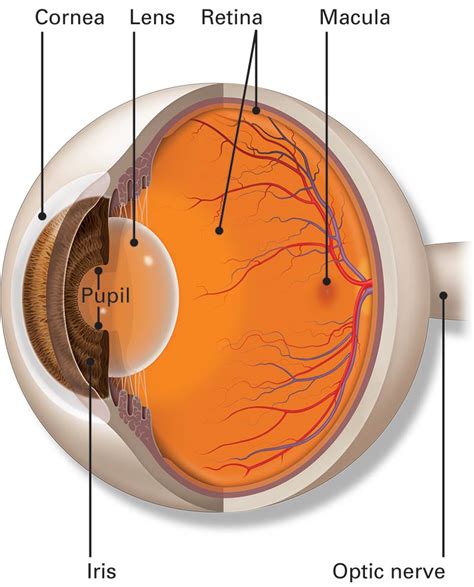 Parts Of The Eye American Academy Of Ophthalmology