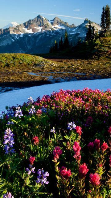 Mountain Flowers Mobile Wallpaper Download Free Mobile Wallpapers At