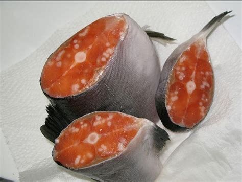 Debunked Fukushima Causing Bloody Tumors In Fish Old Photos Metabunk