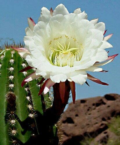 Pin By Karen Levin On Colors Of The Desert Phoenix Blooming Cactus