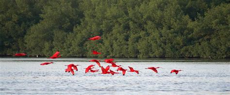 Caroni Swamp And Bird Sanctuary Destination Trinidad And Tobago