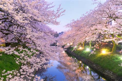 Captivating Night And Day March Cherry Blossoms｜zekkei Japan