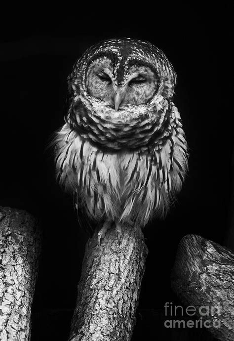 Sleepy Little Spotted Owl Photograph By Lynn Jackson Pixels