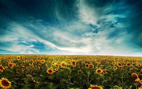 Various subjects and a selection of widescreen. Sunflower Desktop Wallpapers Free - Wallpaper Cave