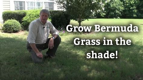 Growing Bermuda Grass In Shade Warm Season Turf Tips Youtube