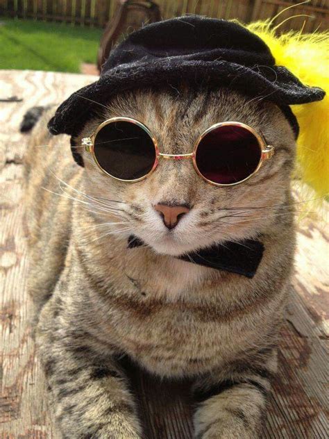 Pin By Cindy Mihalick On Cats Fancy Cats Hipster Cat Cat Wearing